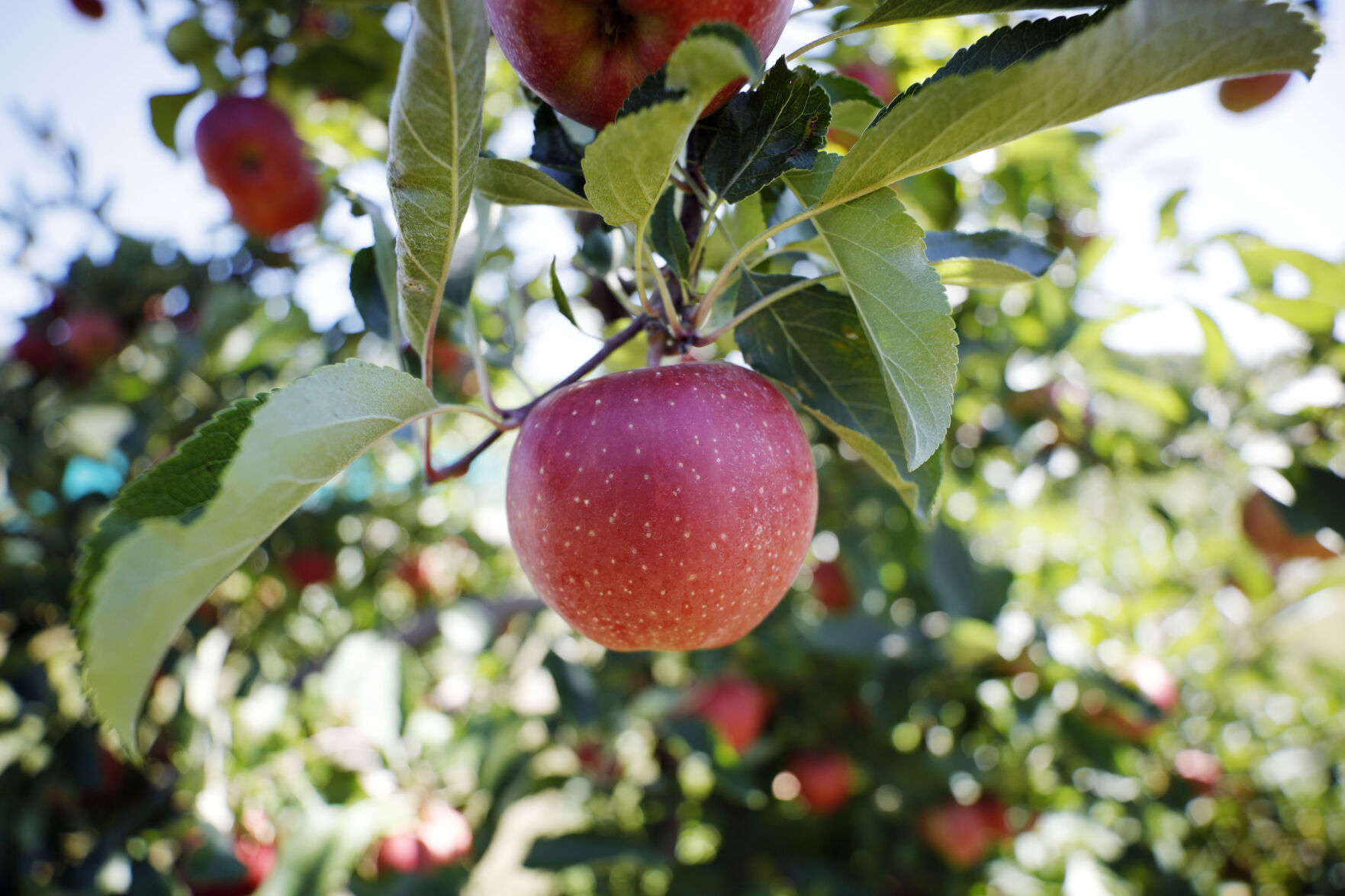 apple